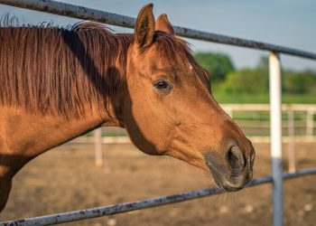 Foco de Anemia Infecciosa Equina resulta no abate de 20 animais