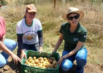 Emater testa cultivo de batata-inglesa no Vale do Jequitinhonha
