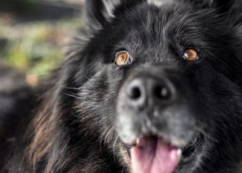 Casal é condenado por não devolver cão a vizinhas