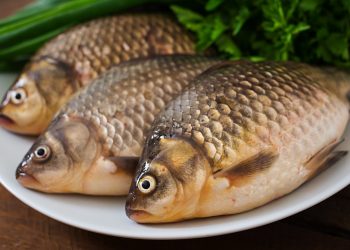 Brasil se torna o 4º maior produtor mundial de tilápia