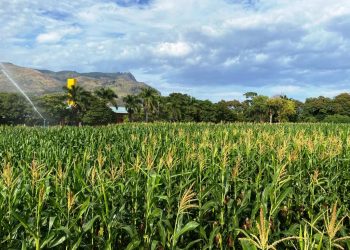 Dia de Campo: alunos de Agronomia realizam evento voltado para a pecuária