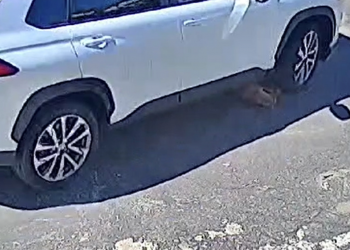 PC indicia mulher por atropelamento e omissão de socorro a cadela em Valadares