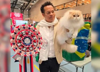 Gato mineiro vence concurso mundial