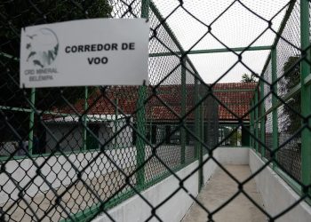 Margem equatorial: Petrobras terá duas bases para tratar fauna marinha