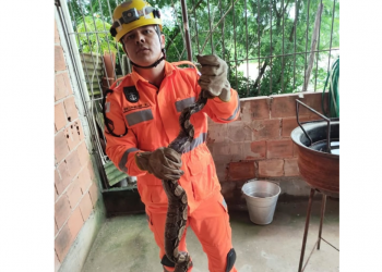 Bombeiros capturam jiboia no bairro Santa Rita em Valadares