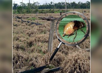 As cigarrinhas das pastagens