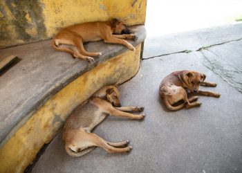Justiça determina medidas urgentes para controle populacional de cães e gatos em Aimorés