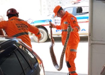 Corpo de Bombeiros captura jiboia dentro de residência