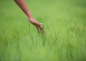 Gramíneas forrageiras tropicais para a produção de leite a pasto