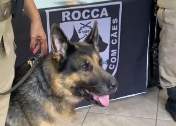Cão farejador da PM é 'aposentado' após 10 Anos de serviço em Valadares