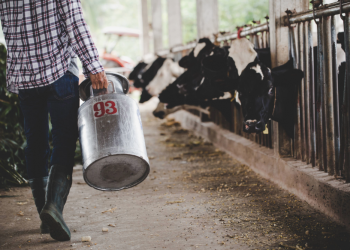 Cooperativa apresenta resultados de capacitação técnica e gerencial