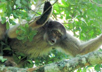 Expedição no Entorno do Parque Estadual do Rio Doce Fortalece Conservação do Muriqui-do-Norte
