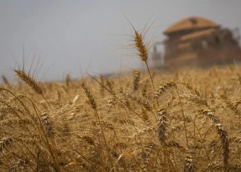 Conab estima safra recorde de 325,7 milhões de toneladas