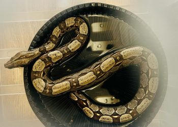 Jiboia fica ferida em cerca de concertina, é resgatada e passa por cirurgia de urgência