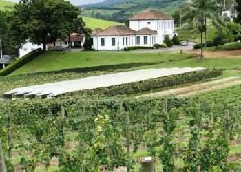 Epamig lança vinho rosé