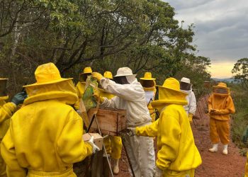 Número de apiários registrados em Minas aumentou 30% em 2024