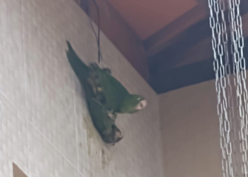 Bombeiros resgatam maritacas presas em fiação elétrica no bairro Santos Dumont II