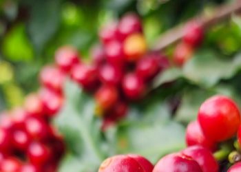 Valor Bruto da Produção agropecuária mineira tem estimativa de crescimento maior que o nacional em 2025