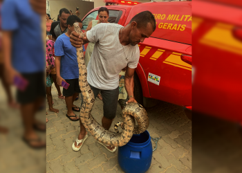 Jiboia de 2,5 metros é capturada por moradores no bairro Vila dos Montes