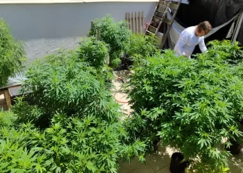 Anvisa fará consulta pública para atualizar regulamentação da cannabis