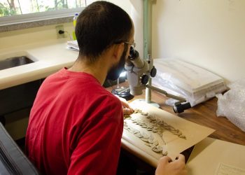 Novas espécies de margaridas amarelas são descobertas no Norte de Minas