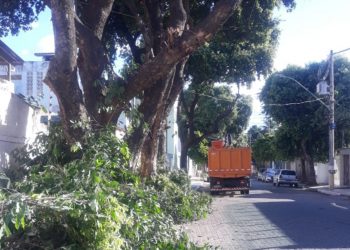 Prefeitura inicia mutirão de poda de árvores na cidade