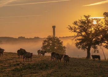 Calor extremo pode impactar o rebanho bovino