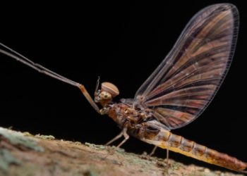 Nova espécie de inseto é descoberta em Minas Gerais