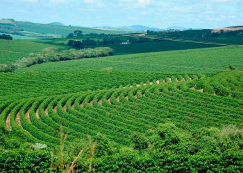 Pesquisa do Sistema Faemg Senar aponta impactos climáticos na cafeicultura mineira