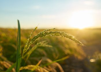 Programa Certifica Minas