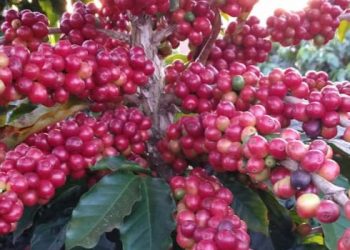 Com superávit de US$ 2,4 bilhões em março, balança comercial de Minas já acumula US$ 9,9 bilhões