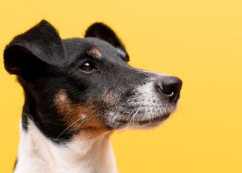 Campanha de vacinação contra a raiva começa nesta segunda-feira na zona rural