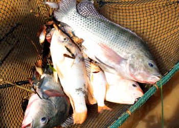 Minas Gerais é o terceiro maior produtor nacional de tilápia