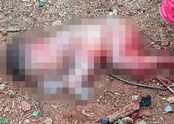 Recém-nascido tem partes dos pés e orelha dilacerados por cães após ser abandonado em lote vago