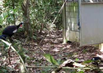 Parque do Rio Doce recebe jacutingas