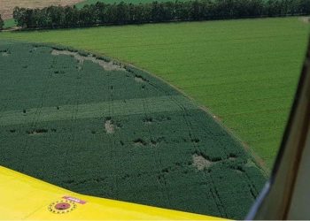 Javalis destroem lavouras em MG