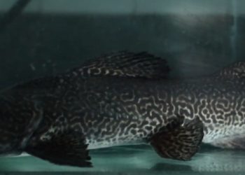 Espécie rara de peixe do Rio Doce ganha projeto de conservação no Espinhaço Mineiro 