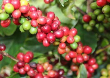 Exportações de produtos agropecuários atingem 46,8% do total do estado