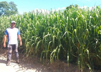 Técnica de alimentação transforma a pecuária leiteira no Vale do Jequitinhonha 