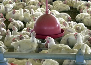 China, UE e Argentina suspendem compras de carne de frango do Brasil