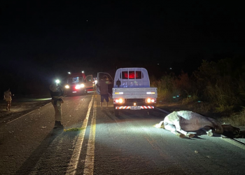 Motociclista morre após atropelar égua na BR-259