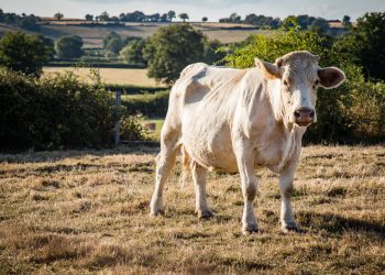 Atualização de rebanhos no IMA
