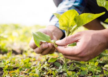 IV Semana do Produtor Rural reúne teoria e prática no campo