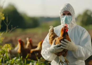 Gripe aviária: Brasil confirma dois focos e investiga seis casos