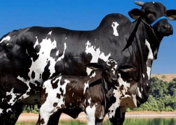 Vaca avaliada em R$ 15,2 milhões