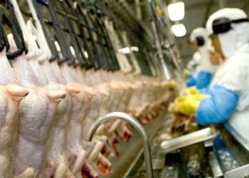 Duas suspeitas de aviária em MG