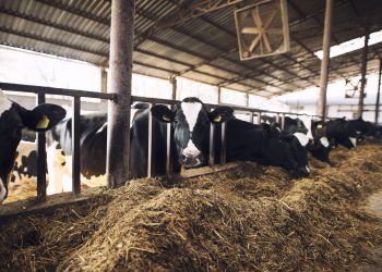 Café Rural reúne produtores com destaque para o mercado e gestão de riscos