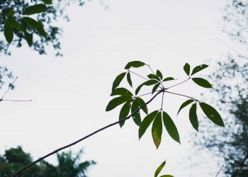 Parque Municipal funcionará normalmente no feriado prolongado