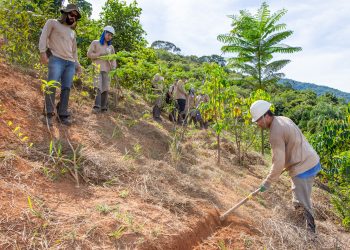 Samarco amplia ações de reflorestamento e restauração de nascentes na bacia do Rio Doce