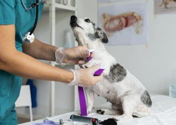 Prefeitura de Valadares retoma serviço gratuito de castração de cães e gatos; saiba como solicitar